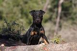 JAGDTERRIER ALLEMAND 094